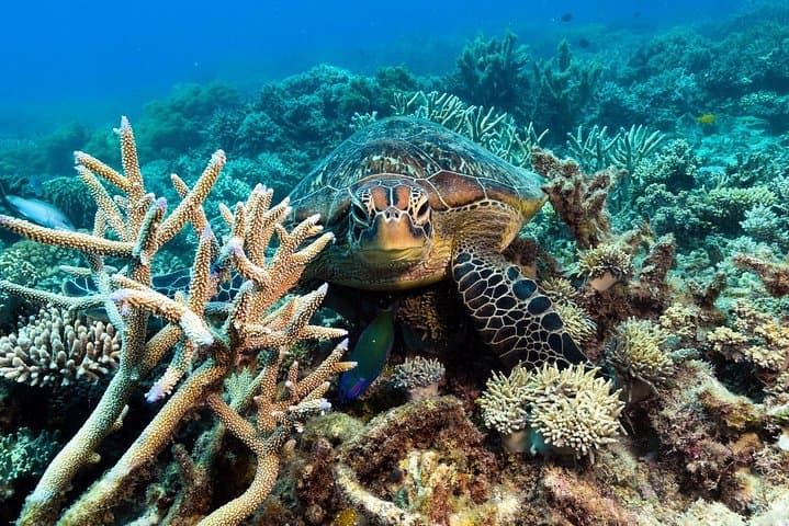 Great Barrier Reef Day Trip from Cairns — Snorkel, Dive & Marine-Biologist Experience photo 5