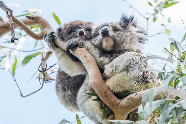 Great Ocean Road & Grampians 3-Day Tour from Melbourne — Coastal Drives, Rainforest Walks & Hikes photo 4
