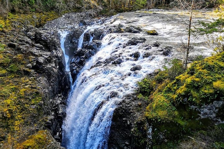 Vancouver Island Waterfalls, Cathedral Grove & Coombs Private Tour
