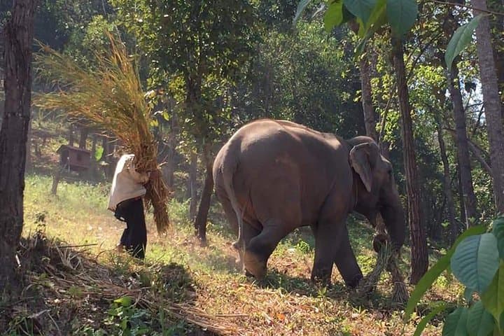 Chiang Mai Elephant Nature & Grand Canyon Jumping Day Tour photo 2