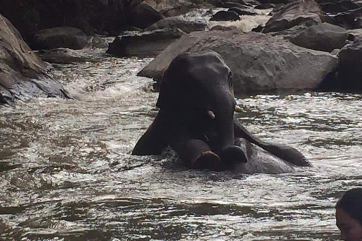 Chiang Mai Elephant Nature & Grand Canyon Jumping Day Tour photo 5