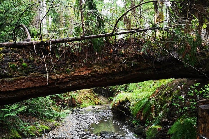 Private Guided Rainforest Hike Near Victoria: Old-Growth Trails & Waterfalls photo 3