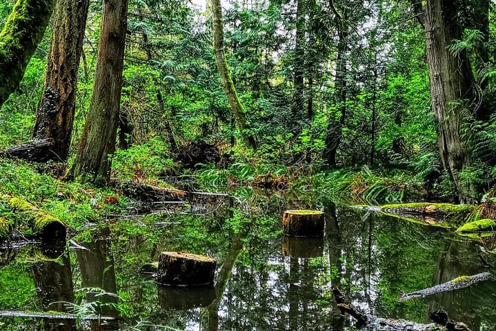 Private Guided Rainforest Hike Near Victoria: Old-Growth Trails & Waterfalls photo 4