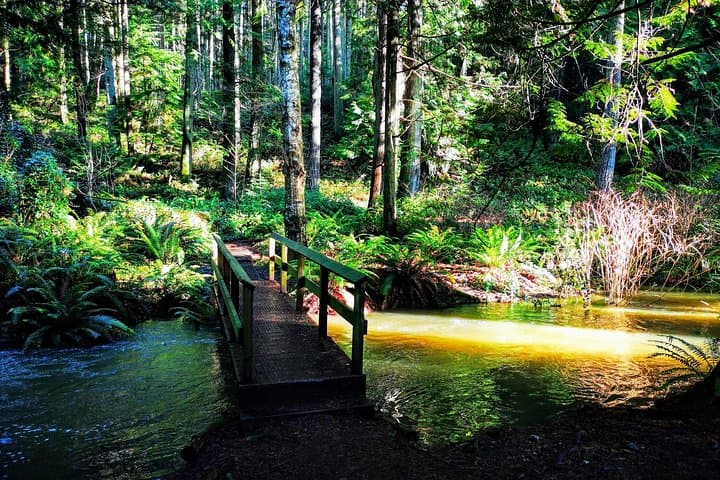 Private Guided Rainforest Hike Near Victoria: Old-Growth Trails & Waterfalls photo 5
