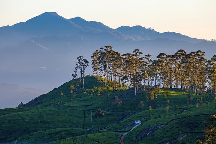 Haputale Highlands Day Trip from Nuwara Eliya — Lipton’s Seat, Dambatenne & Adisham photo 2