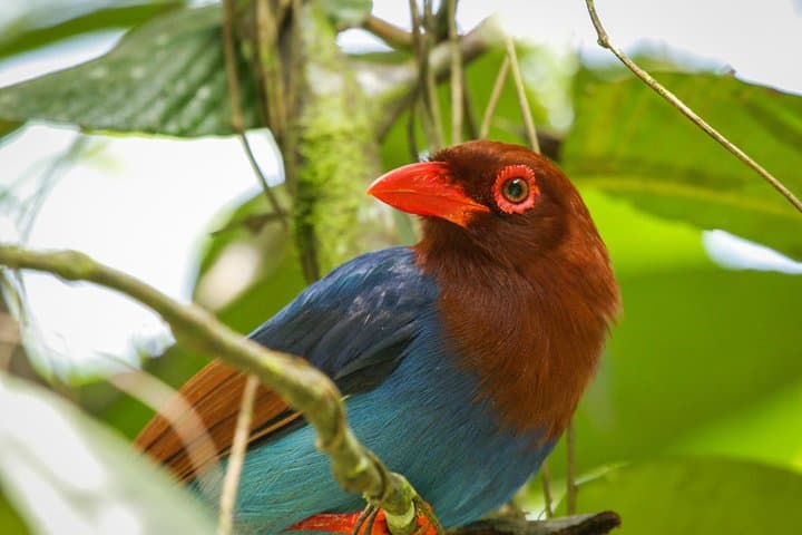 Rainforest Explorer: 2-Day Sinharaja Rain Forest Safari from Bentota photo 3