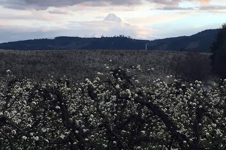 Hood-Columbia Loop: Timberline Lodge, Hood River & Multnomah Falls Day Tour photo 6