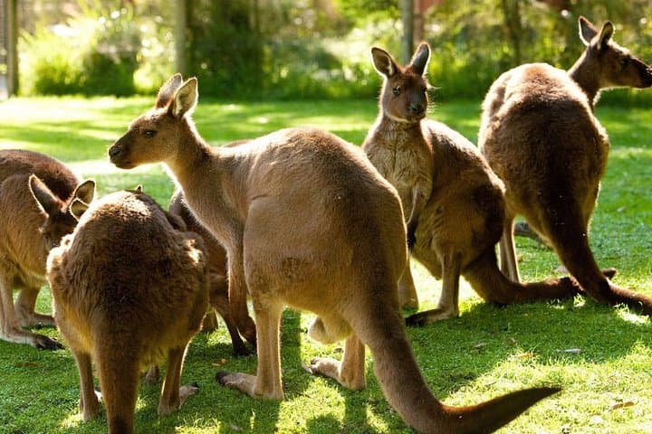 Melbourne City Card — 3-Day Unlimited Attractions Pass with Skip-the-Line Access photo 2