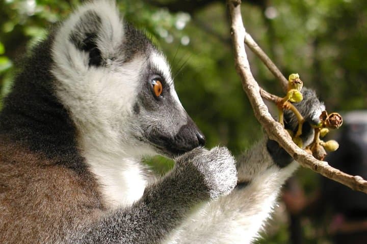 Andringitra & Tsaranoro: 13-Day Hiking Expedition in Madagascar photo 2