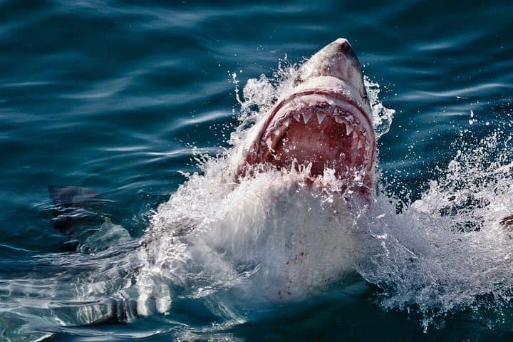 Shark Cage Diving at Gansbaai: Cage Tours to Shark Alley from Cape Town