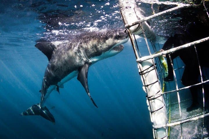 Shark Cage Diving at Gansbaai: Cage Tours to Shark Alley from Cape Town photo 2