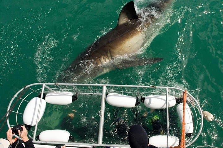 Shark Cage Diving at Gansbaai: Cage Tours to Shark Alley from Cape Town photo 3