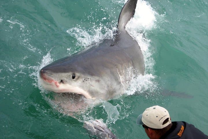 Shark Cage Diving at Gansbaai: Cage Tours to Shark Alley from Cape Town photo 4