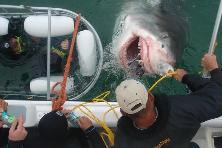 Shark Cage Diving at Gansbaai: Cage Tours to Shark Alley from Cape Town photo 5