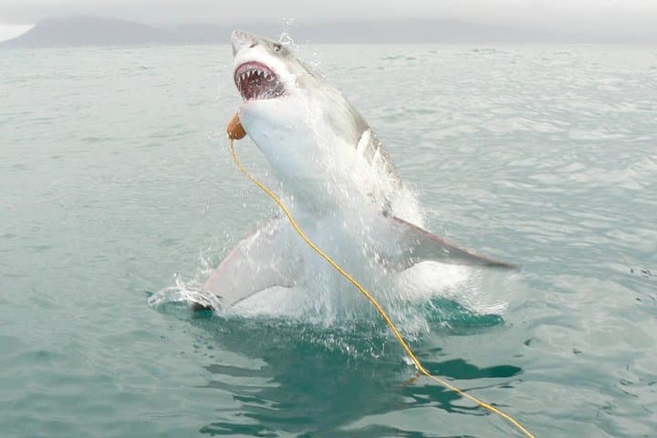 Shark Cage Diving at Gansbaai: Cage Tours to Shark Alley from Cape Town photo 6