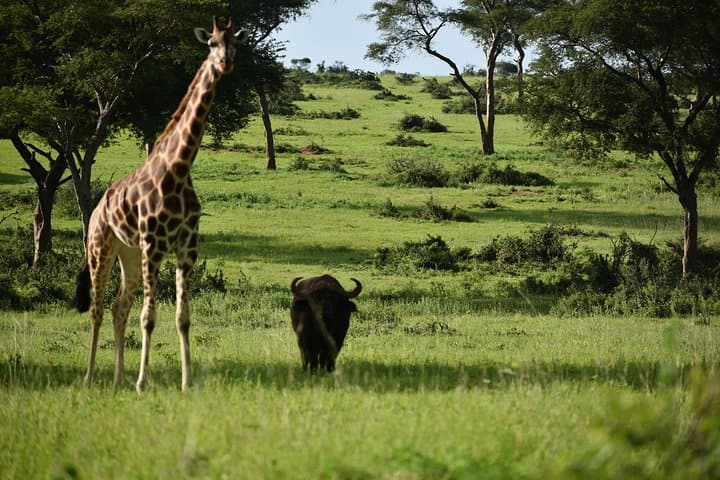 Murchison Falls 3-Day Wildlife Safari: Game Drives, Boat Cruise & Rhino Trek