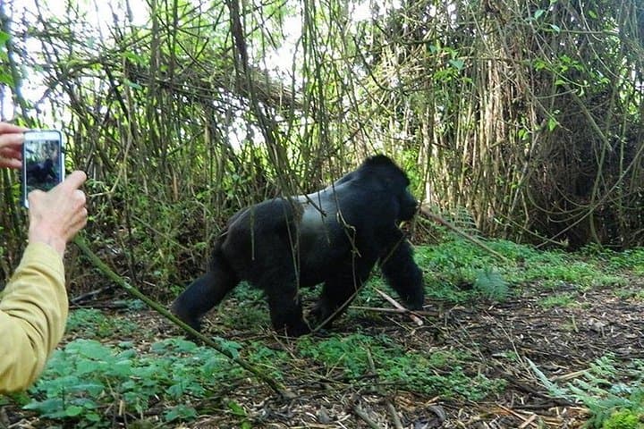 7-Day Rwanda Gorilla Trek, Bisoke Hike & Nyungwe Colobus Safari photo 1