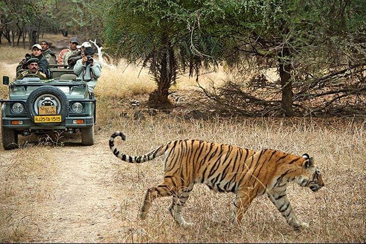 2-Day Private Ranthambhore Tiger Safari from Jaipur — Morning & Evening Game Drives photo 2