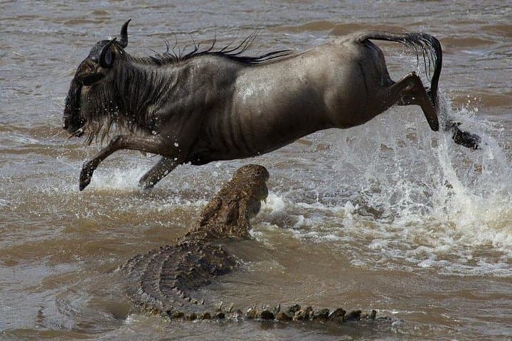 8-Day Masai Mara Safari: Lake Nakuru, Lake Naivasha & Amboseli Adventure