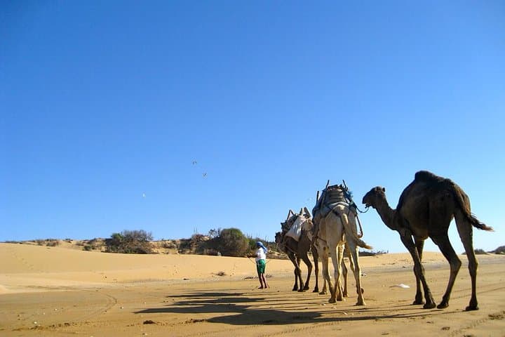 Camel Ride on Essaouira Beach: 2-Hour Dune and Atlantic Coast Experience photo 4