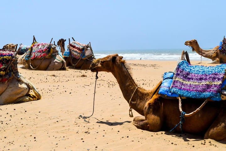 Camel Ride on Essaouira Beach: 2-Hour Dune and Atlantic Coast Experience