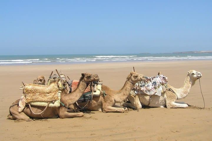 Camel Ride on Essaouira Beach: 2-Hour Dune and Atlantic Coast Experience photo 2