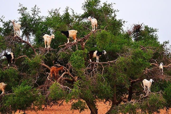 Essaouira Day Trip from Marrakech: Atlantic Ramparts, Argan Groves & Medina Strolls photo 5