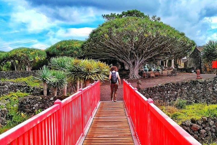 Pico Vineyard & UNESCO Wine Tour — Madalena’s Centenary Vines photo 6