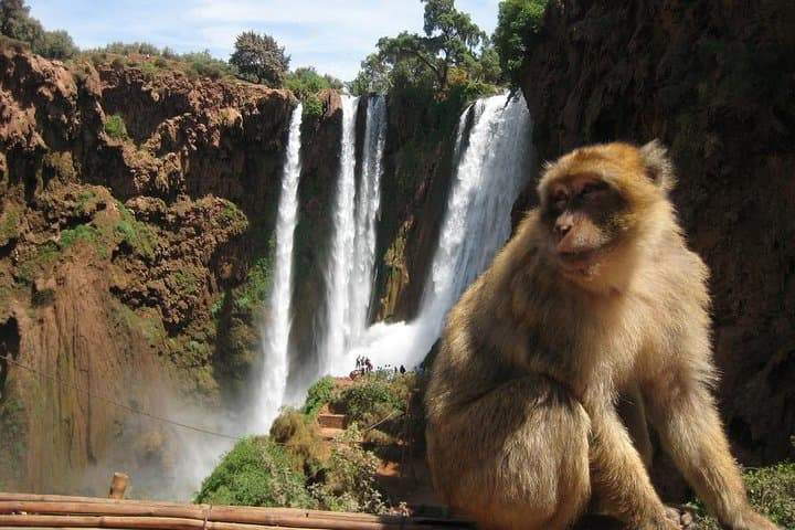 Ouzoud Waterfalls Day Trip from Marrakech: Private Tour, Hike & Berber Village Visit photo 2