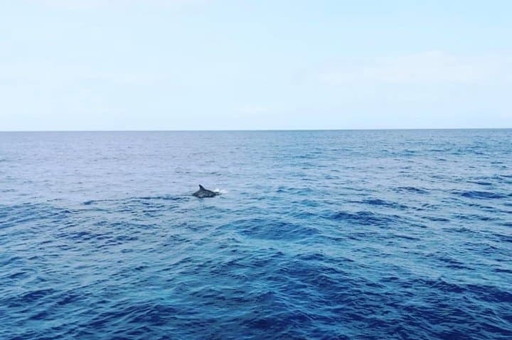 3-Hour Catamaran Tour from Santa Maria, Sal — Snorkel, Sightsee & Swim photo 2