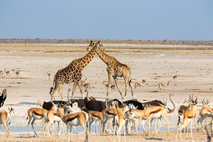 Taste of Namibia: 8-Day Classic Safari from Windhoek photo 4