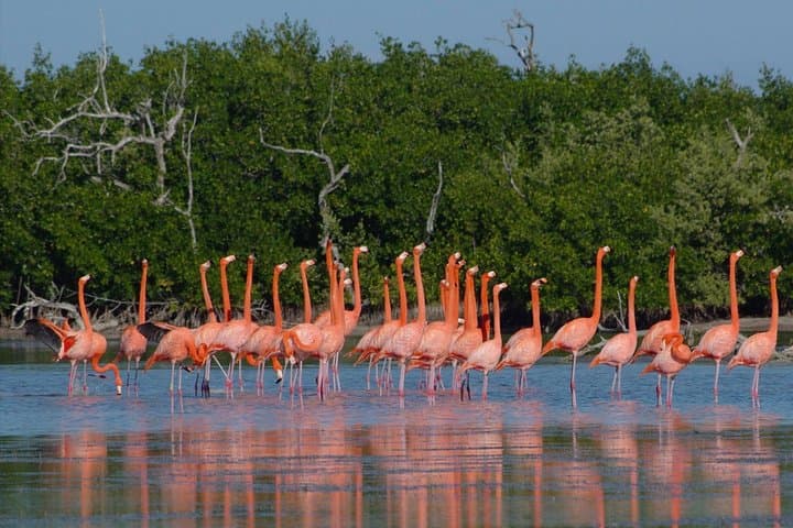 Rio Lagartos & Ek Balam Day Tour — Flamingos, Mangroves and Maya Ruins from Valladolid