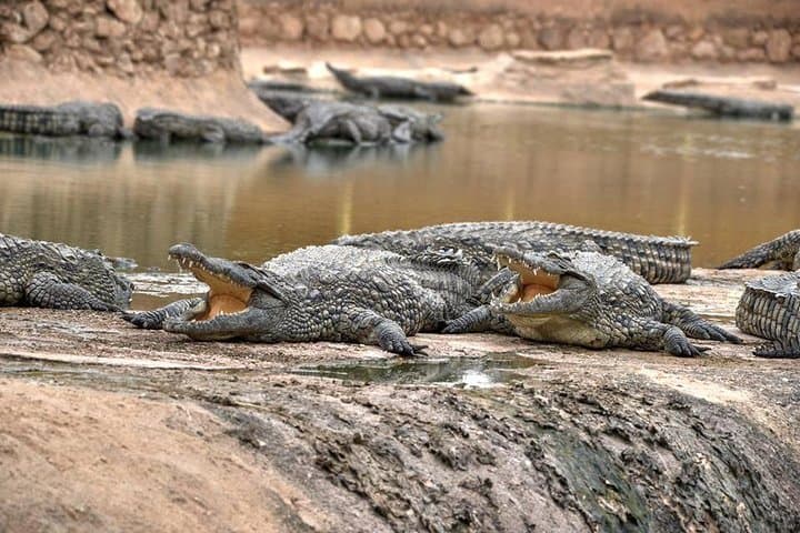 Visit Croco Parc Agadir: Nile Crocodiles, Reptiles & Botanic Garden Experience