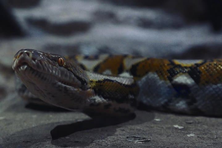 Visit Croco Parc Agadir: Nile Crocodiles, Reptiles & Botanic Garden Experience photo 6
