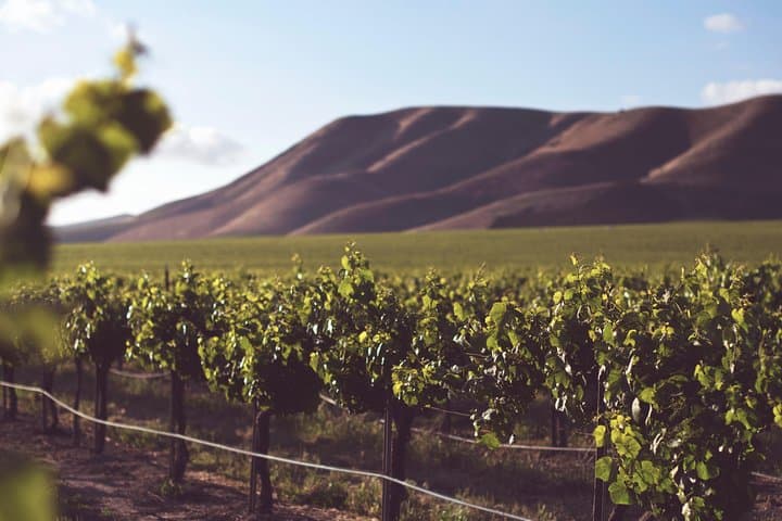 Private Cape Winelands Wine Tasting Tour: Full-Day Stellenbosch & Franschhoek Tastings photo 2