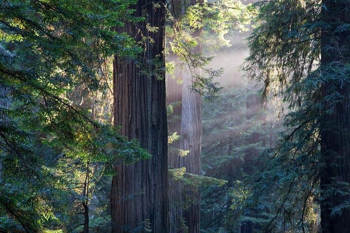 Muir Woods, Sausalito & Escape From the Rock Cruise: Redwoods to Alcatraz photo 3