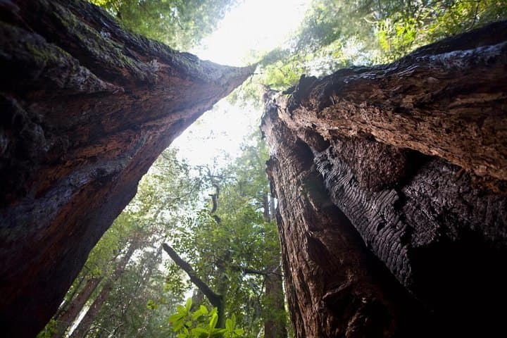 Muir Woods, Sausalito & Escape From the Rock Cruise: Redwoods to Alcatraz photo 5