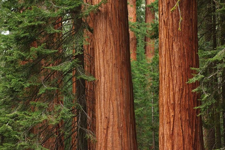 Alcatraz, Muir Woods & Sausalito: Full-Day Tour from San Francisco photo 4