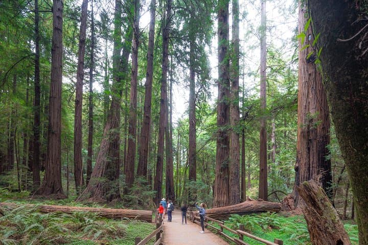 Muir Woods, Sausalito & Escape From the Rock Cruise: Redwoods to Alcatraz photo 4