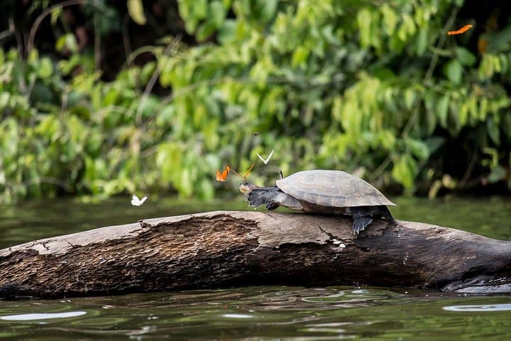 3-Day Peruvian Tambopata Jungle: Sandoval Lake, Canopy Tower & Clay Licks