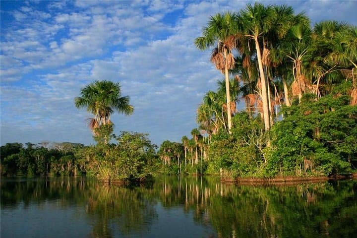 3-Day Peruvian Tambopata Jungle: Sandoval Lake, Canopy Tower & Clay Licks photo 6