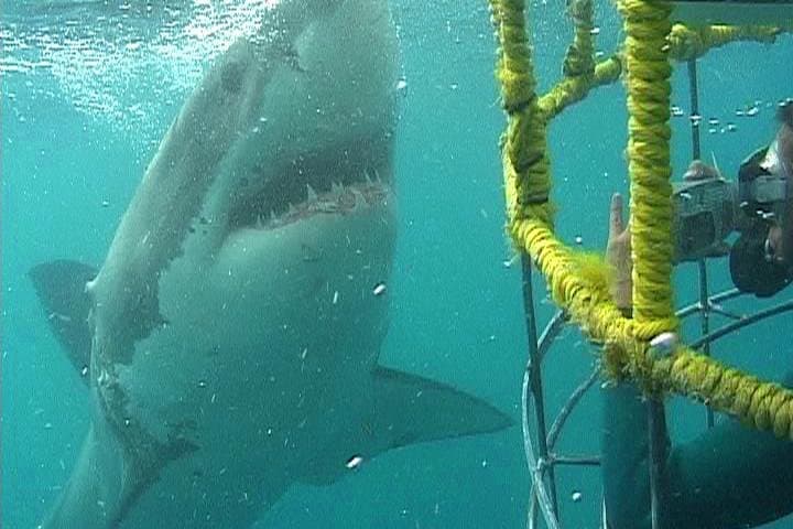 Shark Cage Diving at Shark Alley (Kleinbaai) — Guided Cage Dives & Boat Viewing photo 1