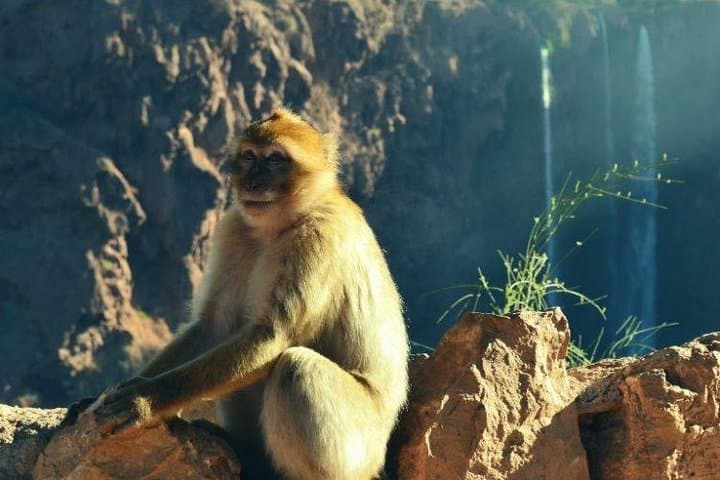 Ouzoud Falls Day Trip from Marrakech — Waterfalls, Monkeys & River Dips photo 4