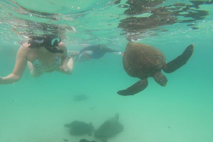 4-Day Galapagos Island-Hopping: Snorkel Los Tuneles & Darwin Station photo 3