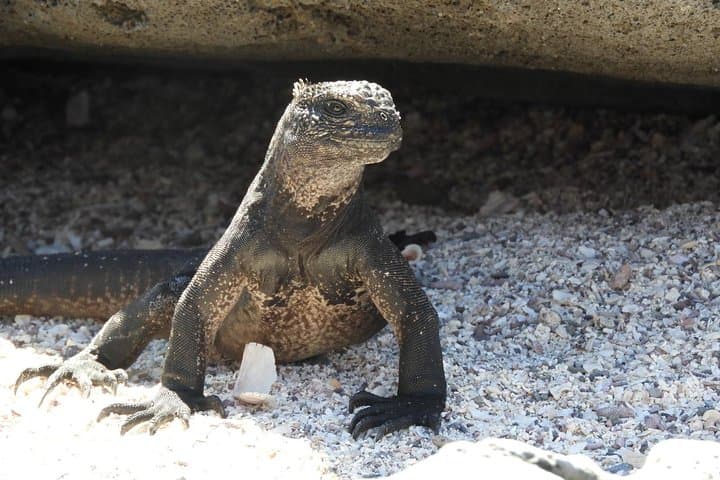 4-Day Galapagos Island-Hopping: Snorkel Los Tuneles & Darwin Station photo 4