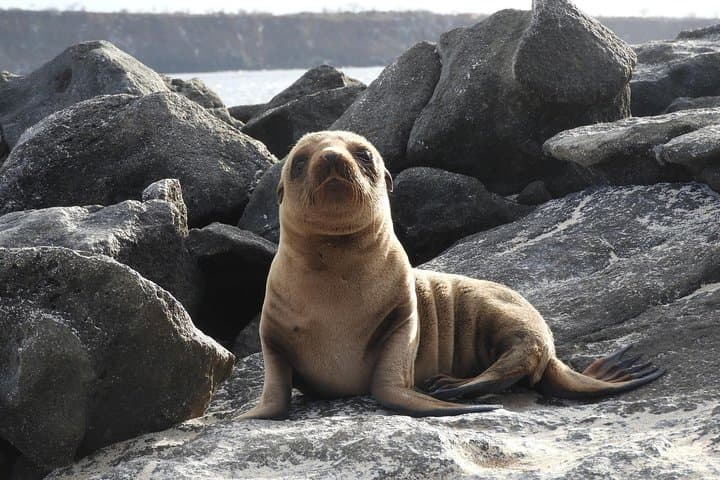 4-Day Galapagos Island-Hopping: Snorkel Los Tuneles & Darwin Station photo 2