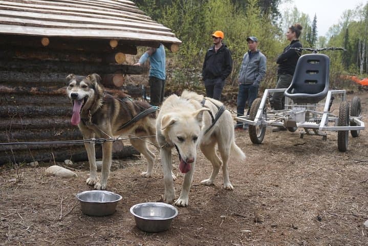 Mush Your Own Sled Dog Team in Talkeetna — Summer & Fall Dryland Mushing photo 6