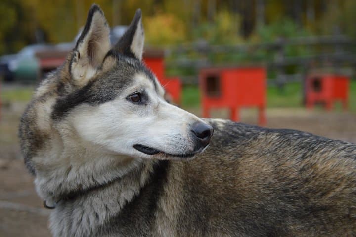 Mush Your Own Sled Dog Team in Talkeetna — Summer & Fall Dryland Mushing photo 3