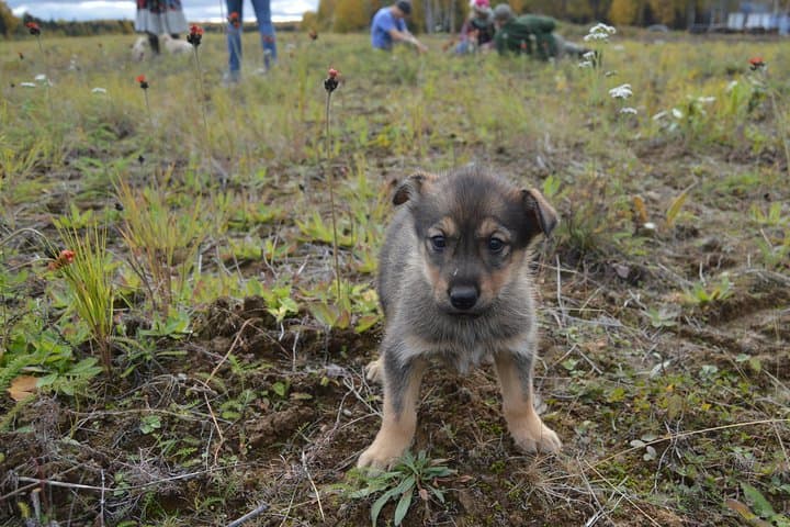 Mush Your Own Sled Dog Team in Talkeetna — Summer & Fall Dryland Mushing photo 5
