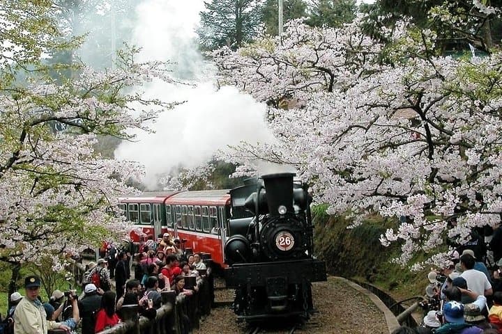 Two-Day Sun Moon Lake & Alishan Forest Park Tour: Sunrise, Railways & Tea Trails photo 4